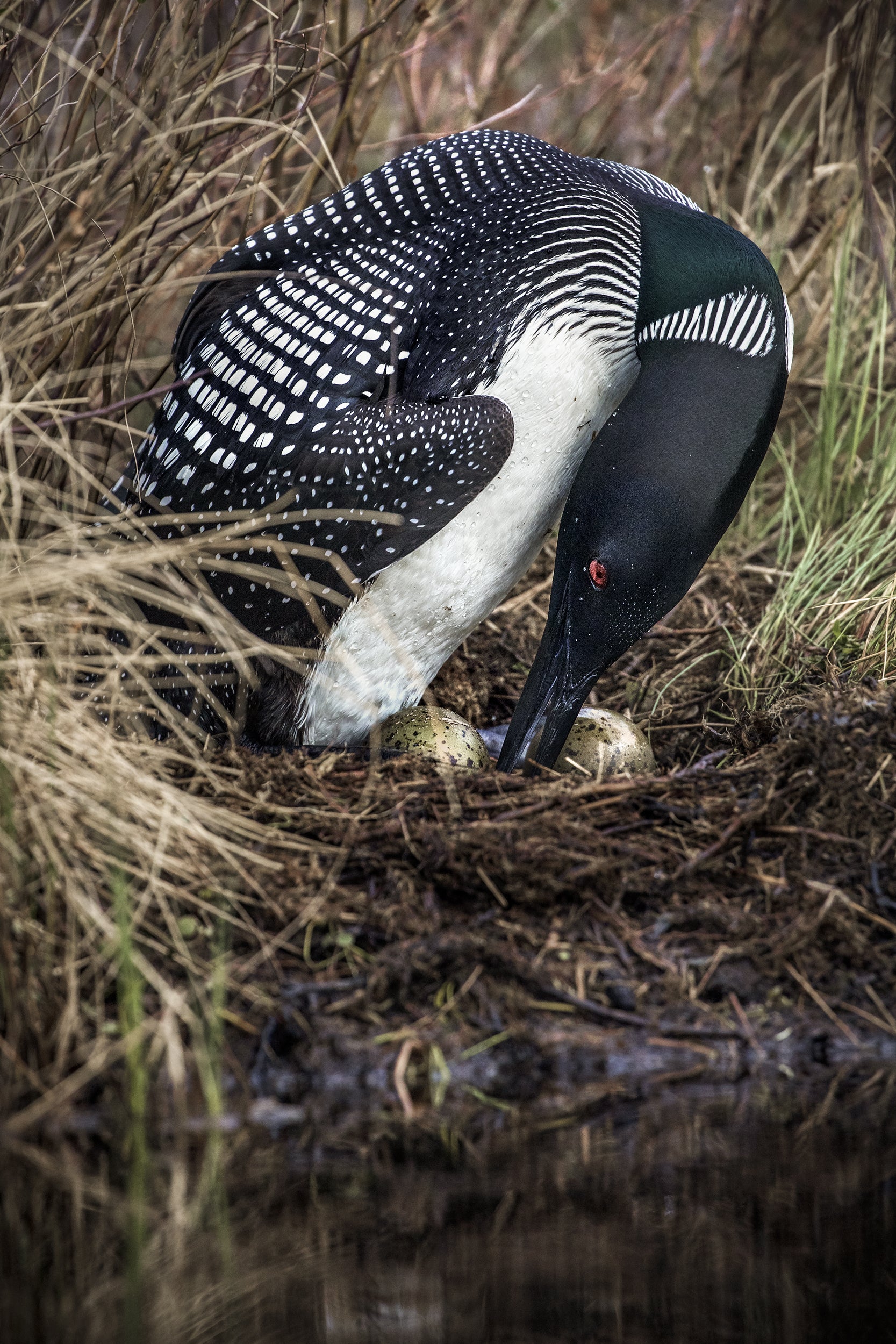 Common Loon 008