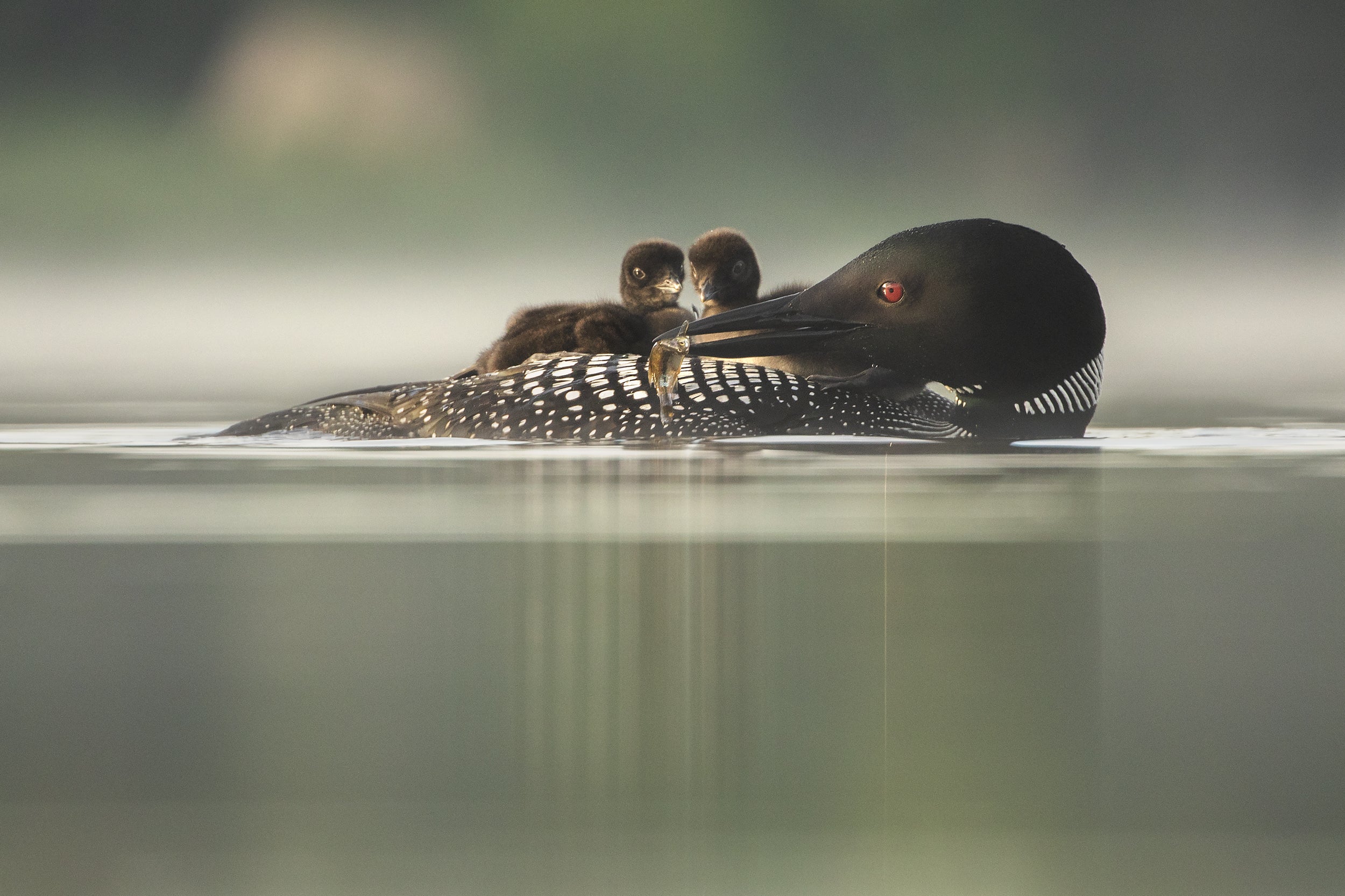 Common Loon 009