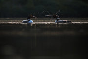 Common Loon 010