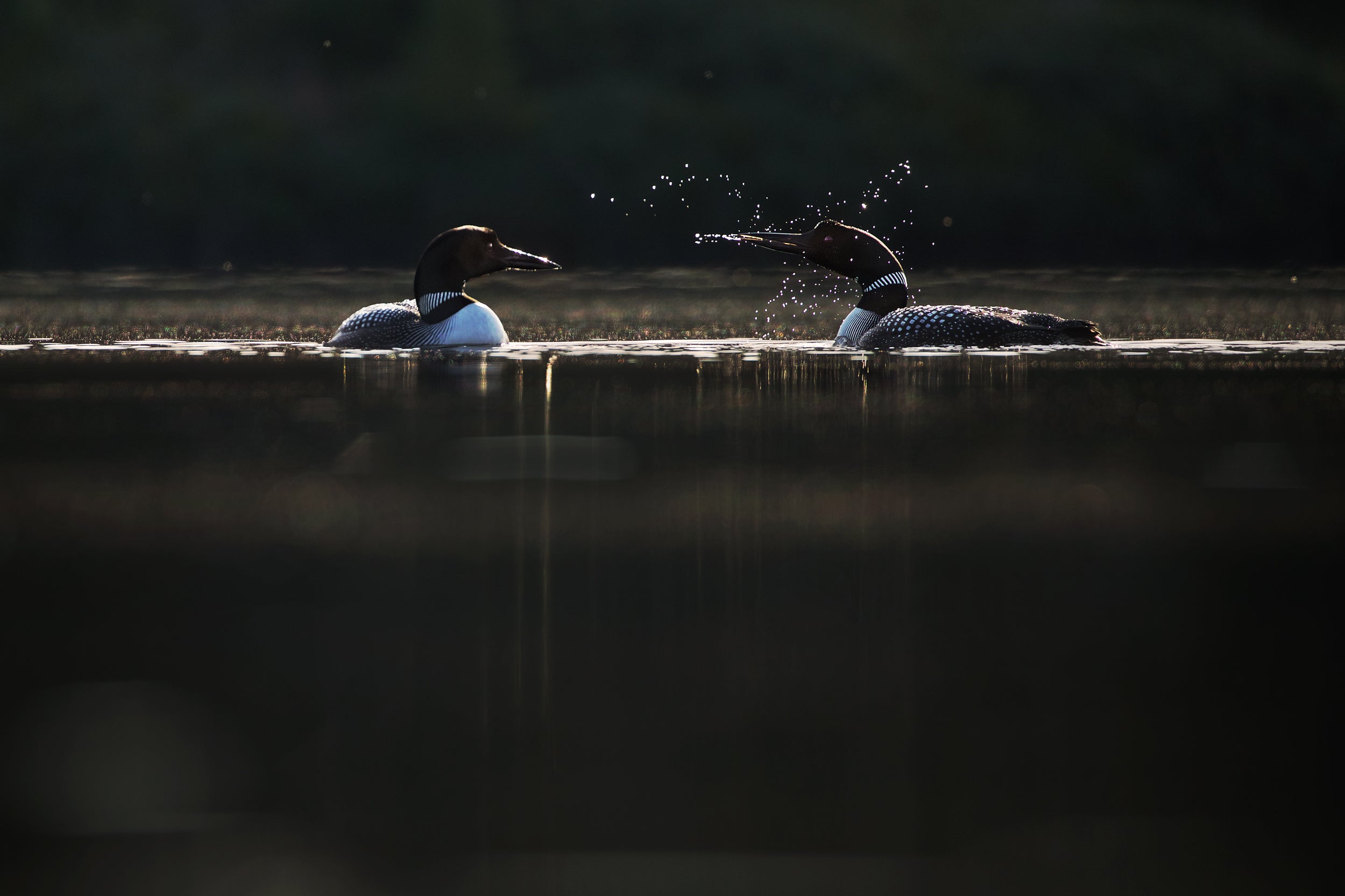 Common Loon 010