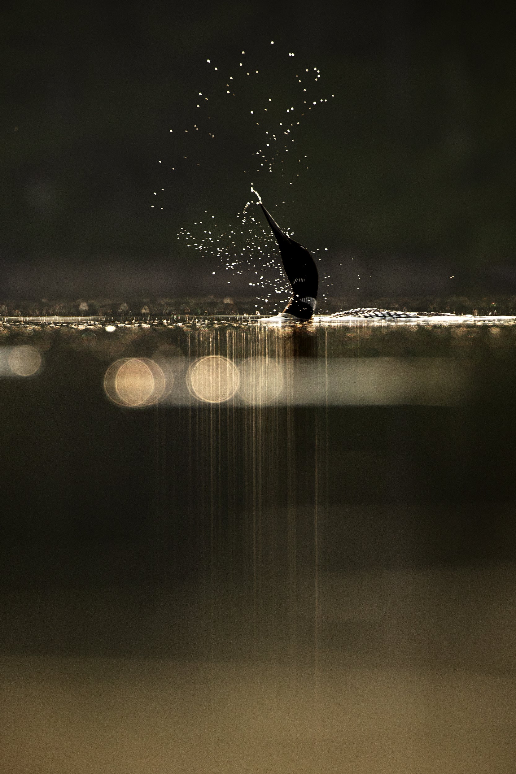 Common Loon 011