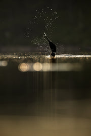 Common Loon 011