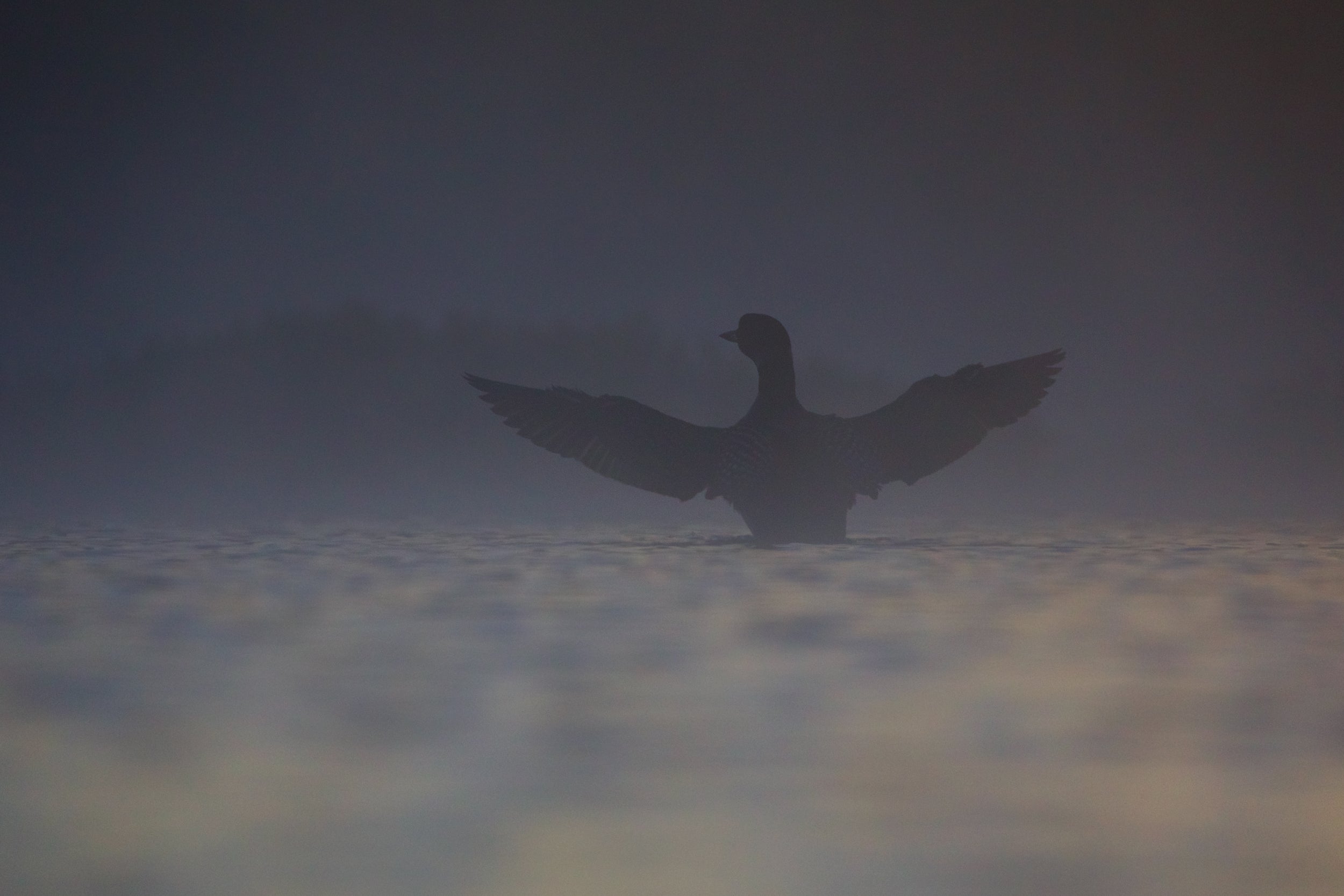 Common Loon 012