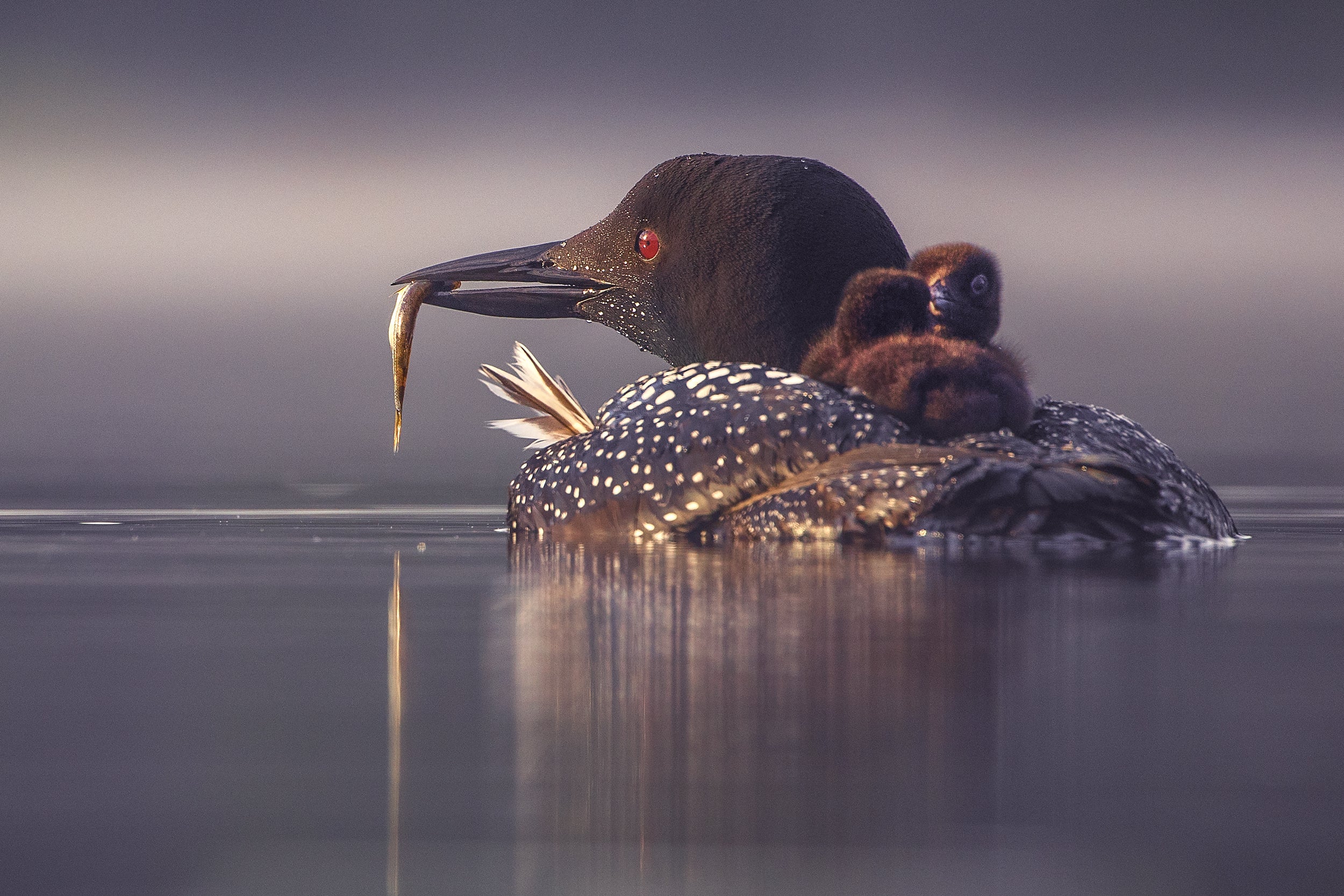 Common Loon 013