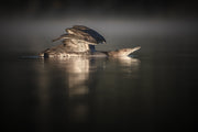 Common Loon 015