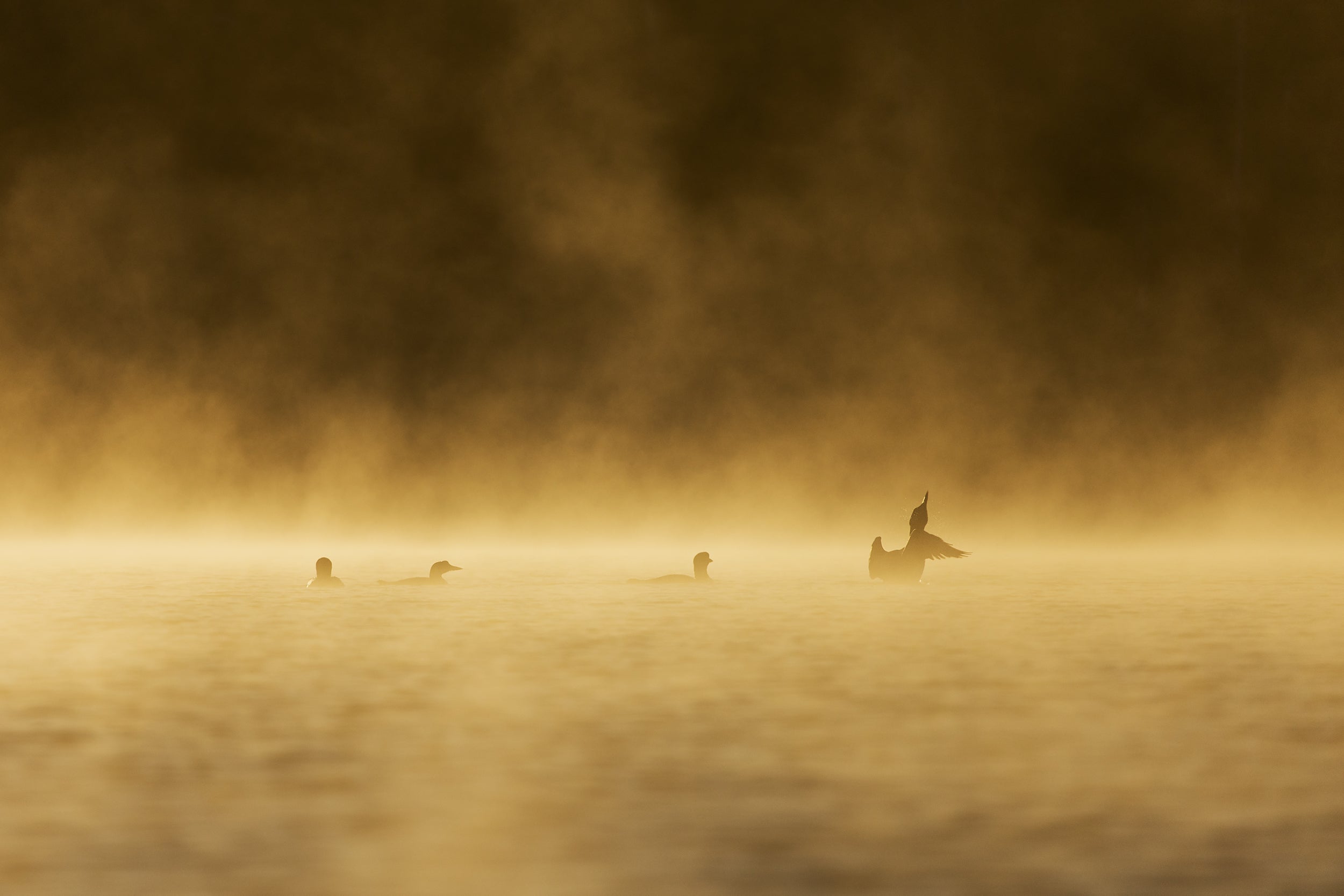 Common Loon 016