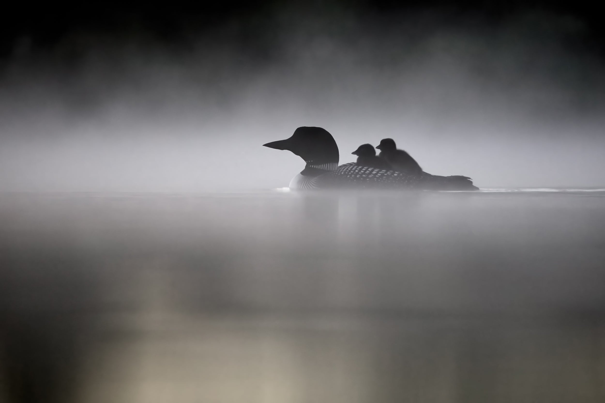 Common Loon 017