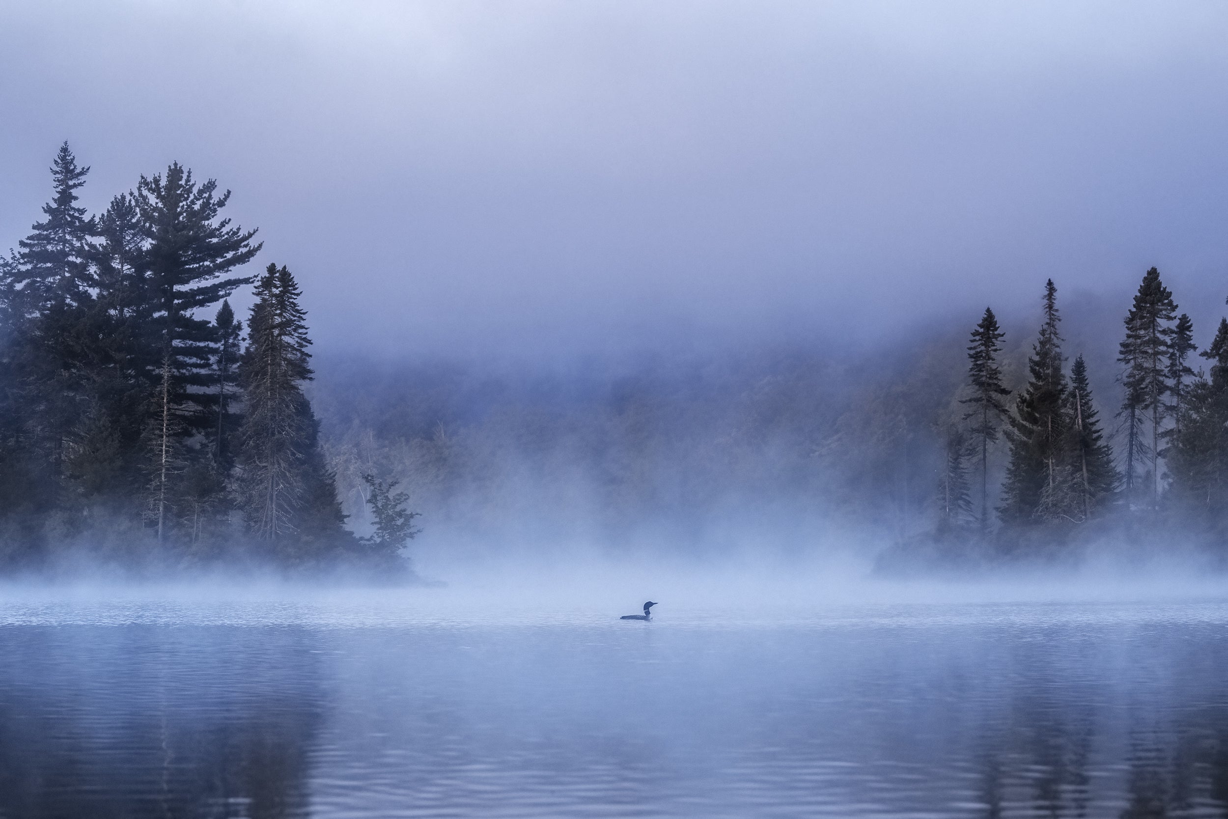 Common Loon 018