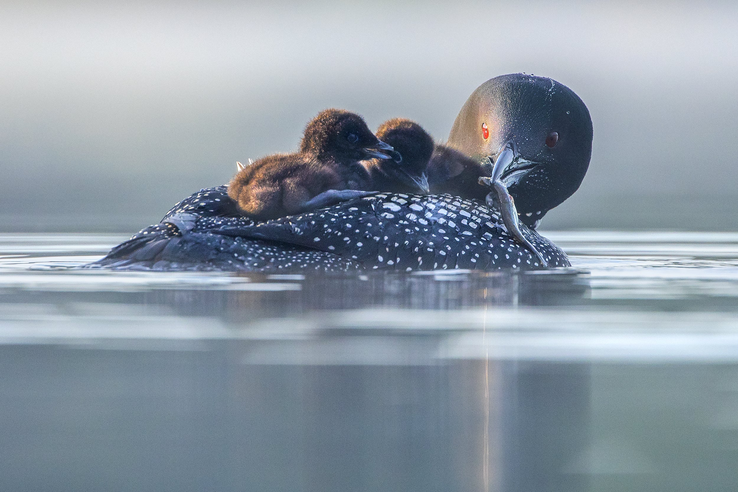 Common Loon 019