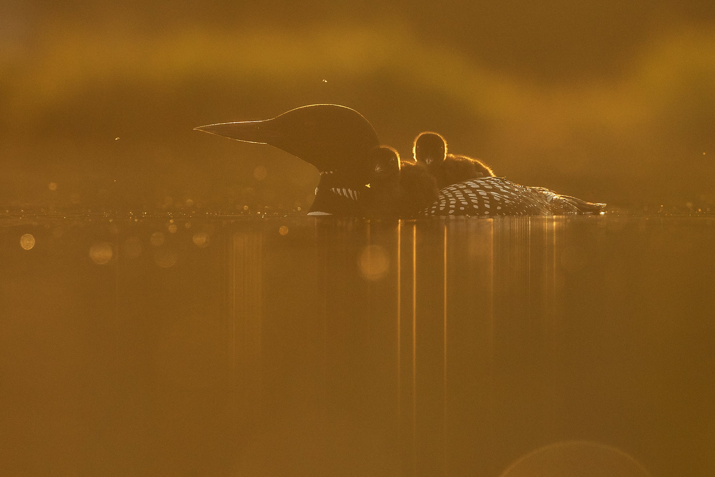 Common Loon 020