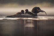 Common Loon 022
