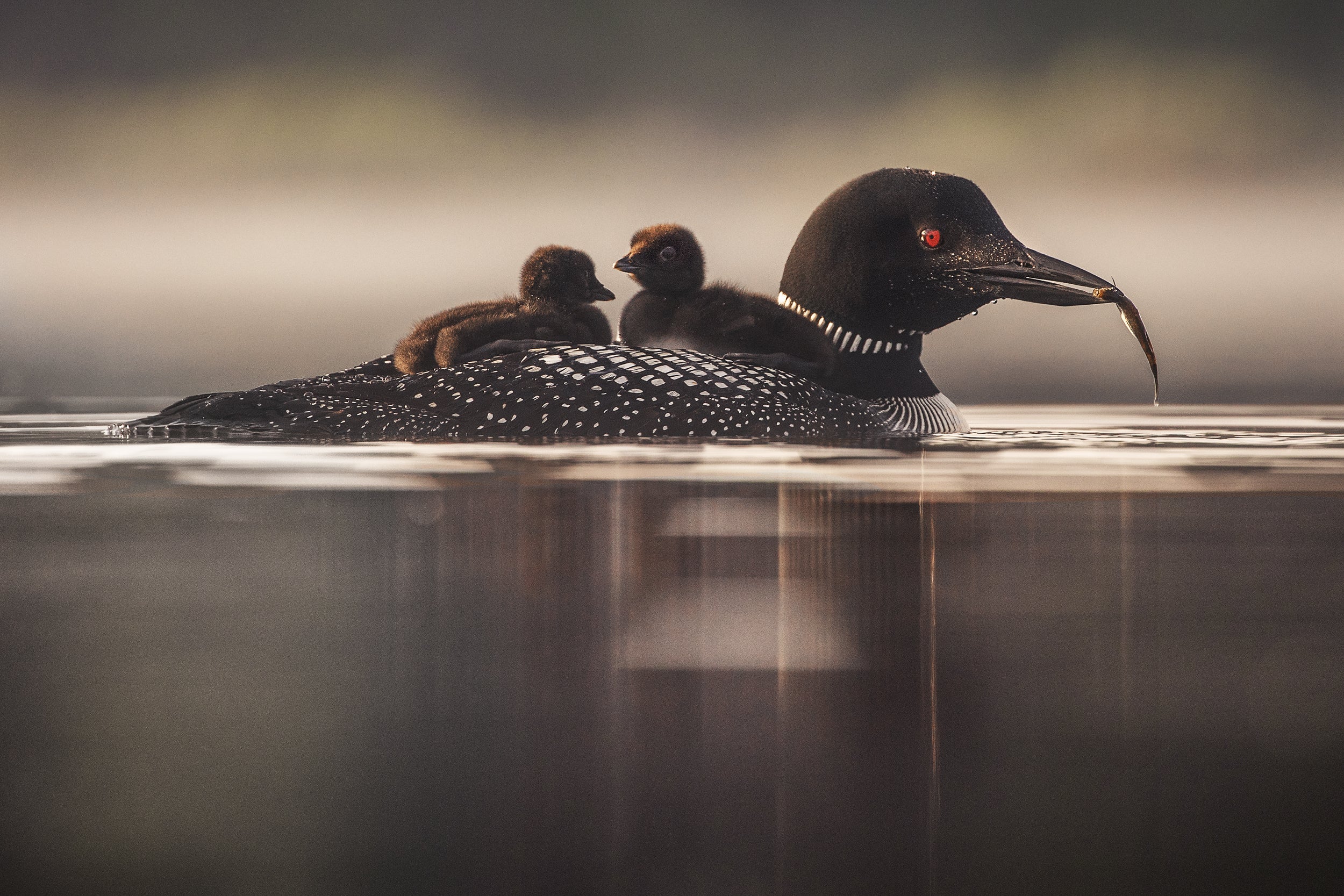 Common Loon 022