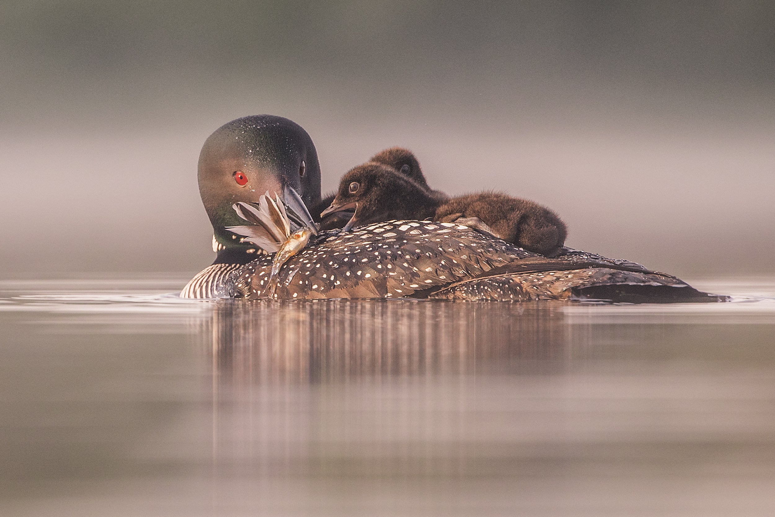 Common Loon 024