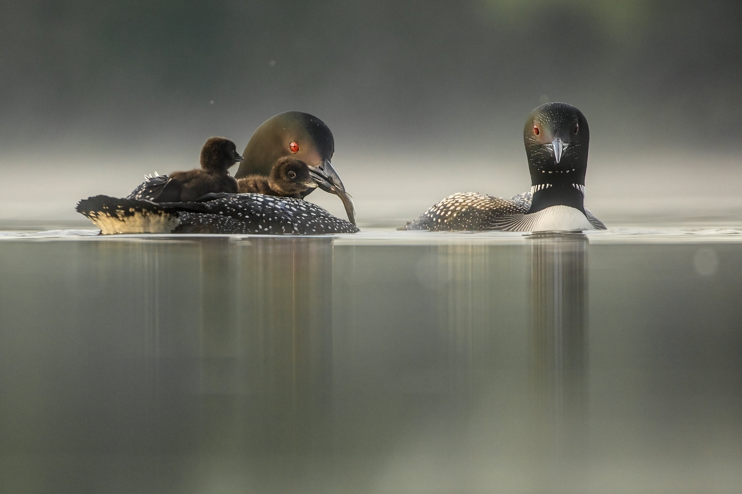Common Loon 025