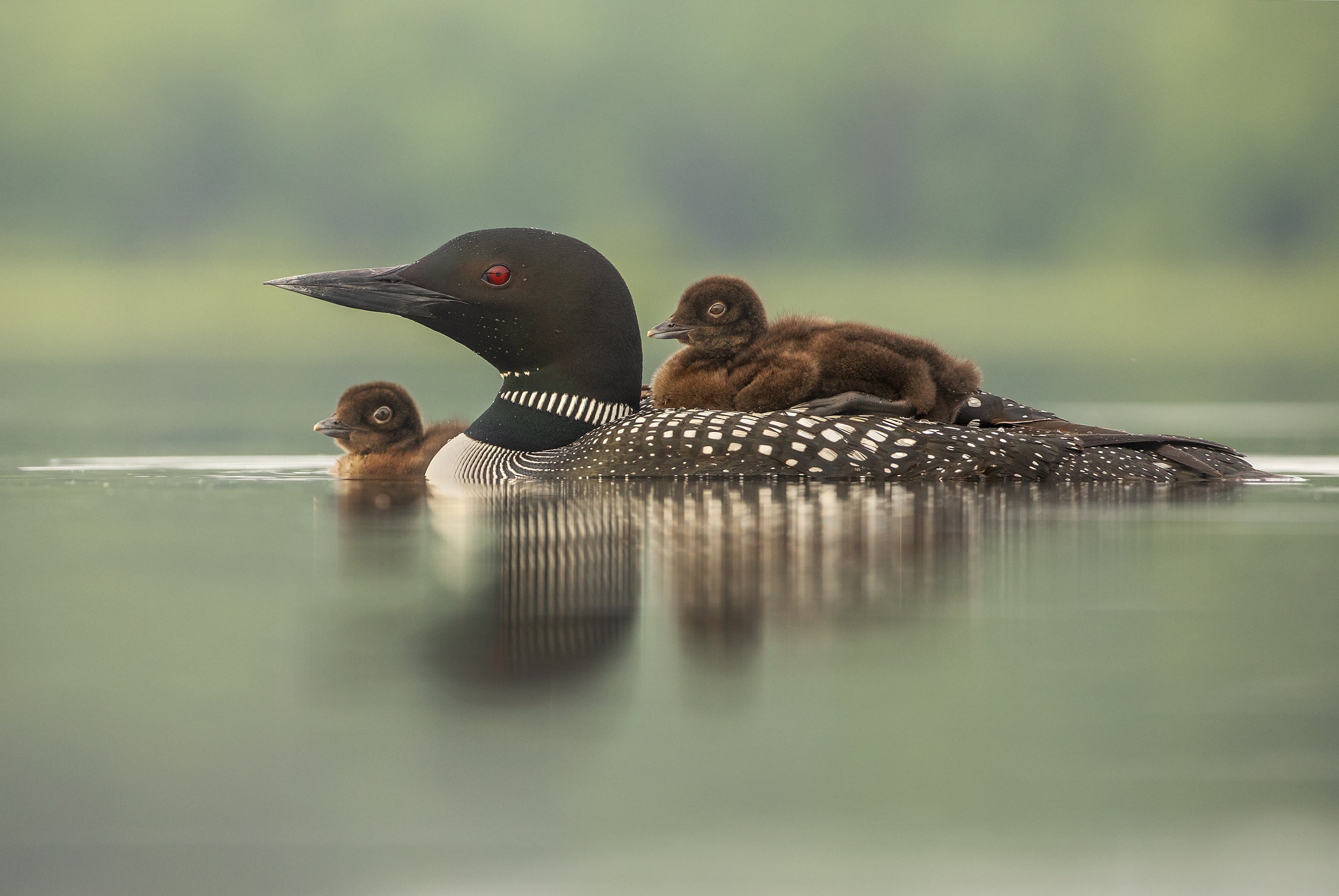 Common Loon 026