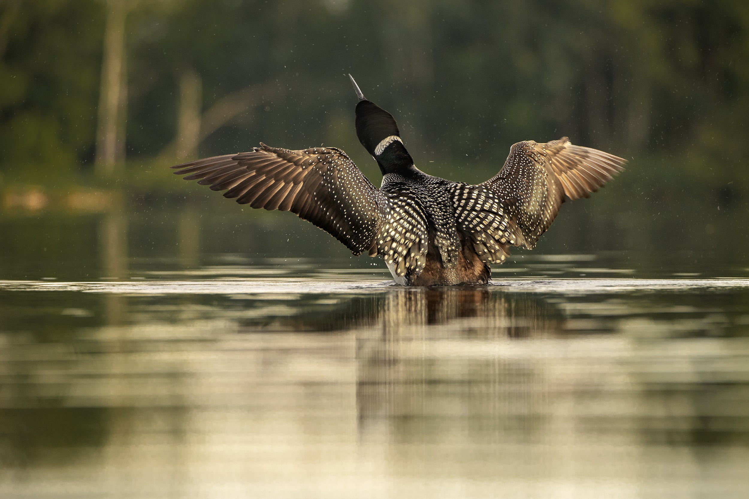 Common Loon 027