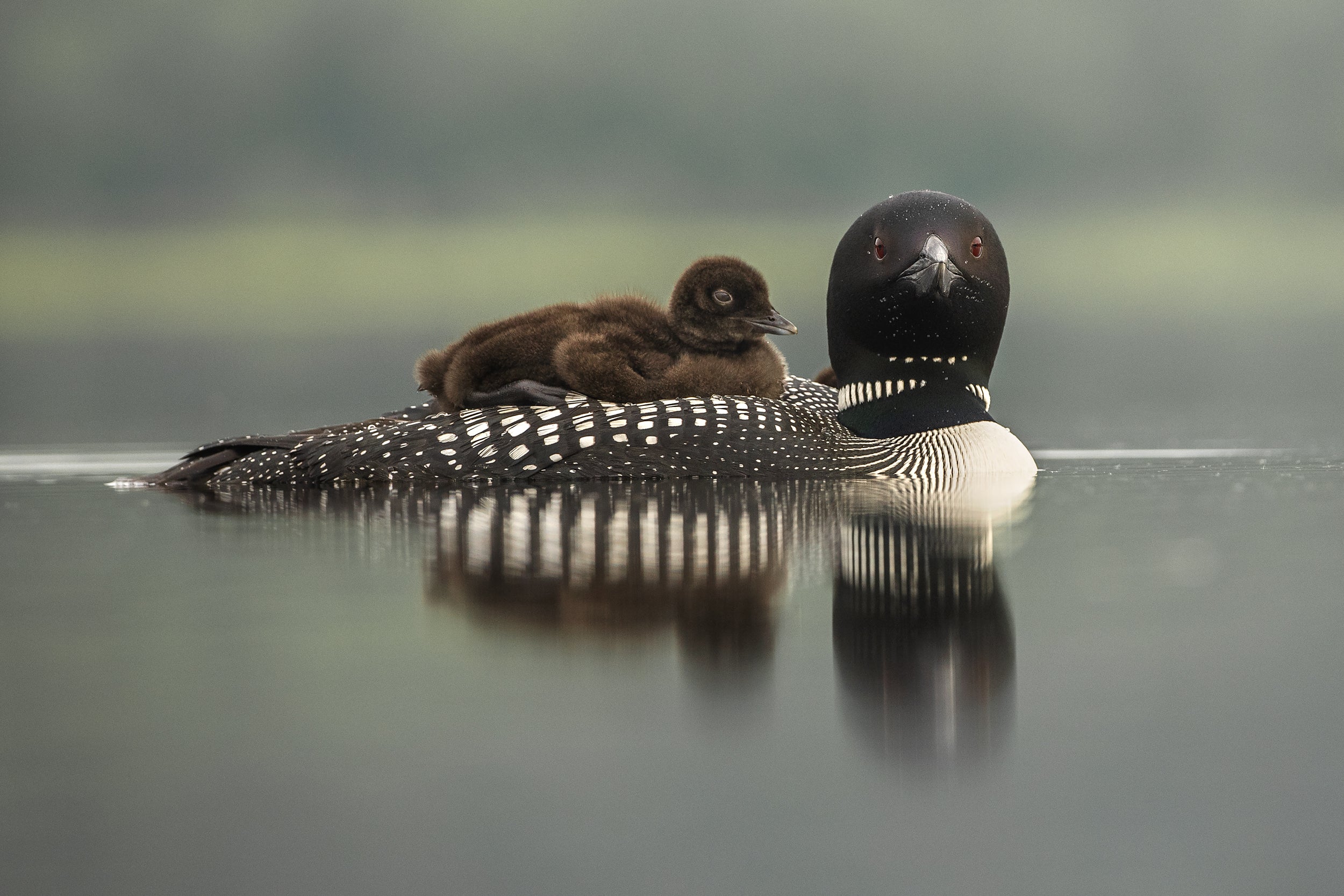 Common Loon 028
