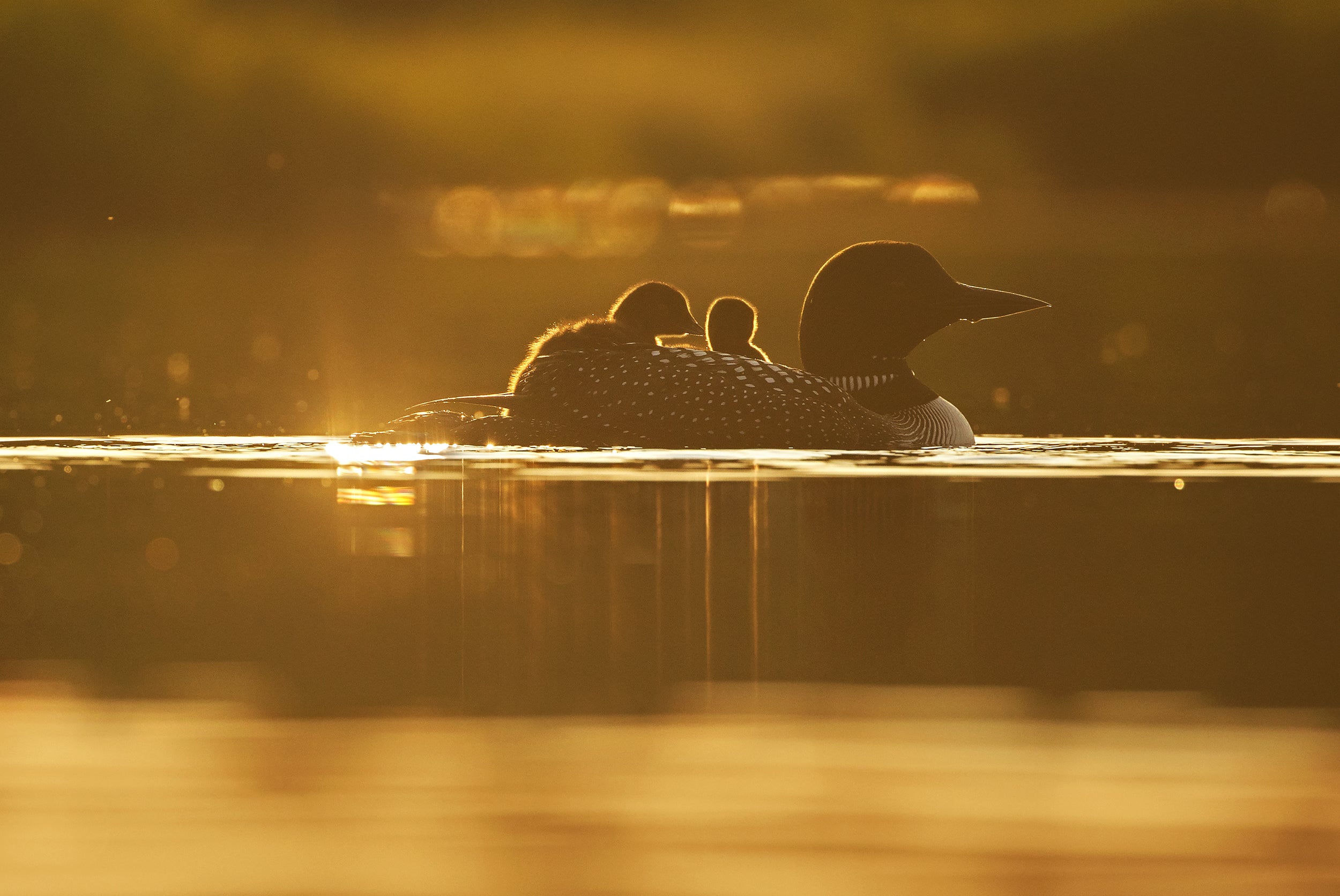 Common Loon 030