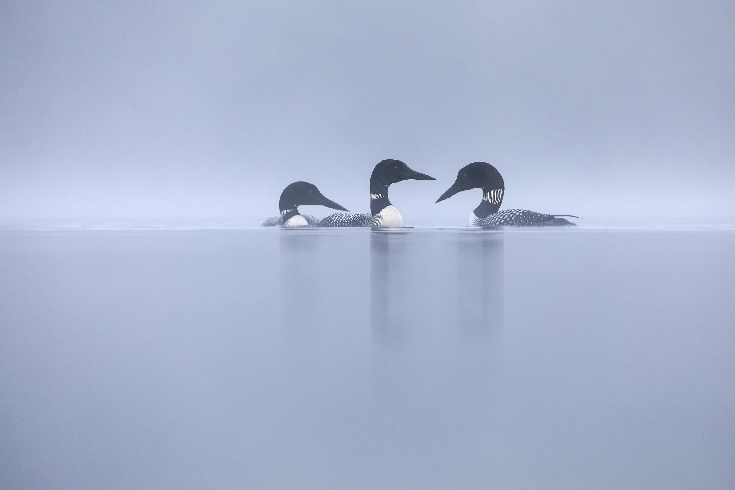 Common Loon 033