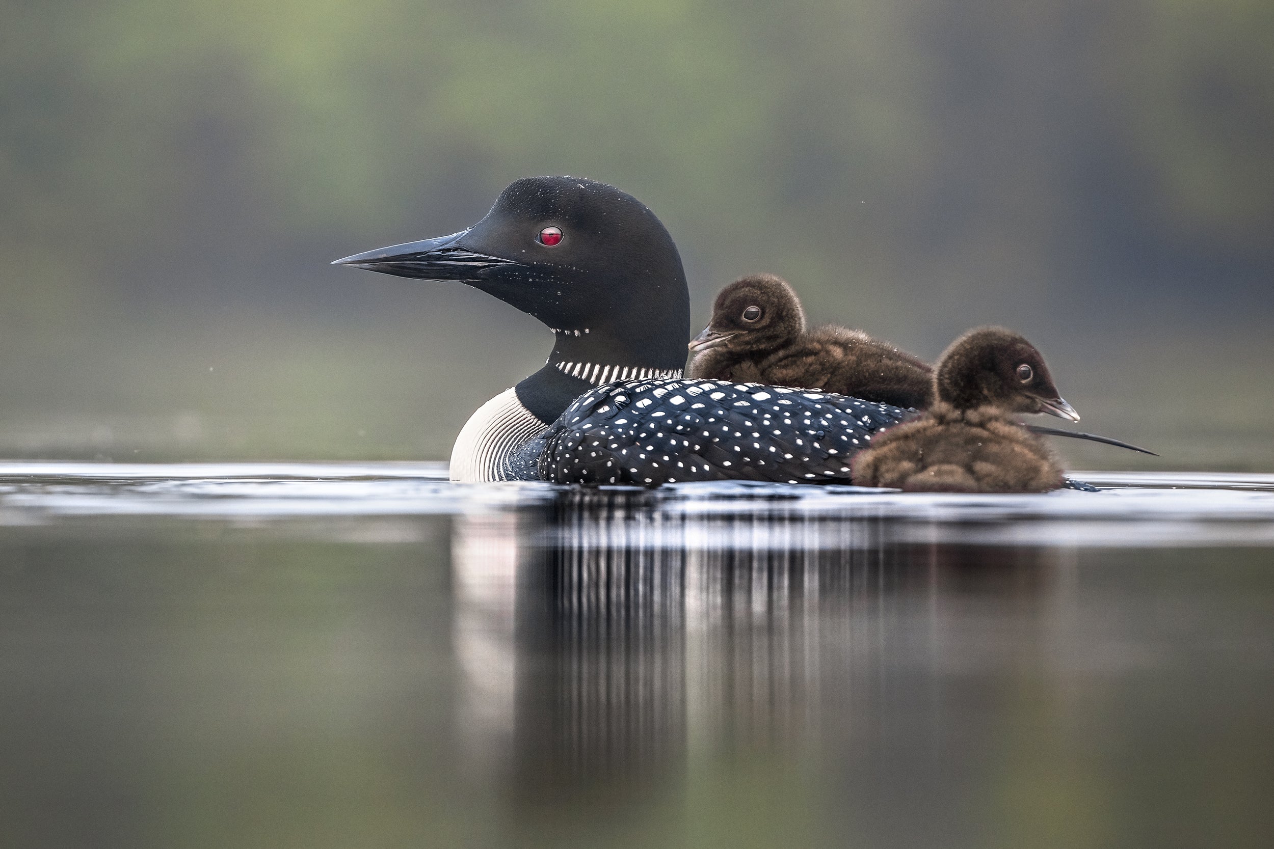 Common Loon 036