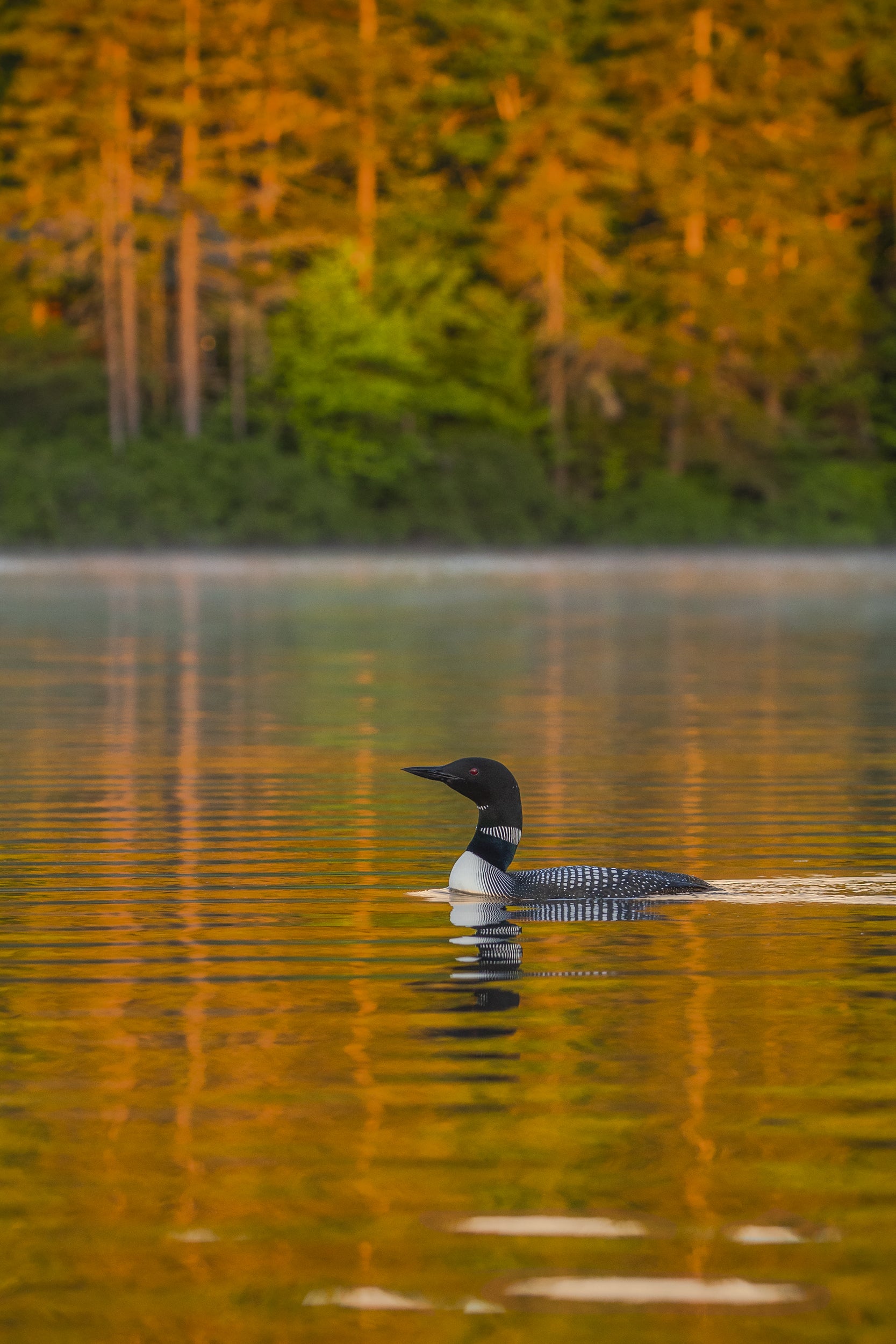 Common Loon 042
