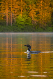 Common Loon 042