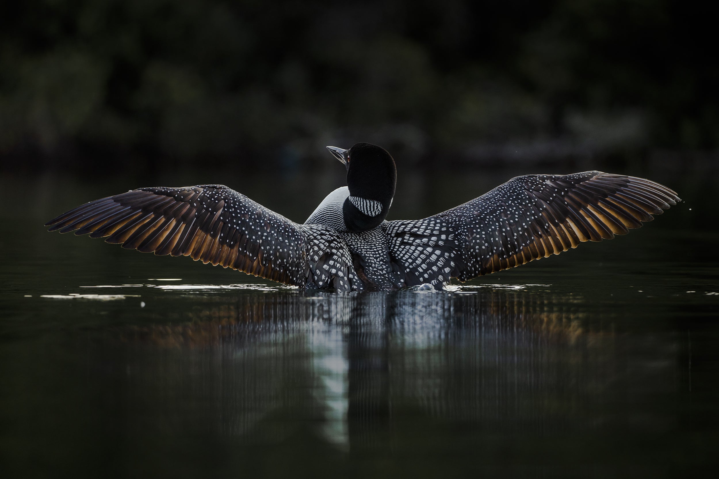 Common Loon 043