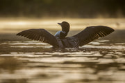 Common Loon 050