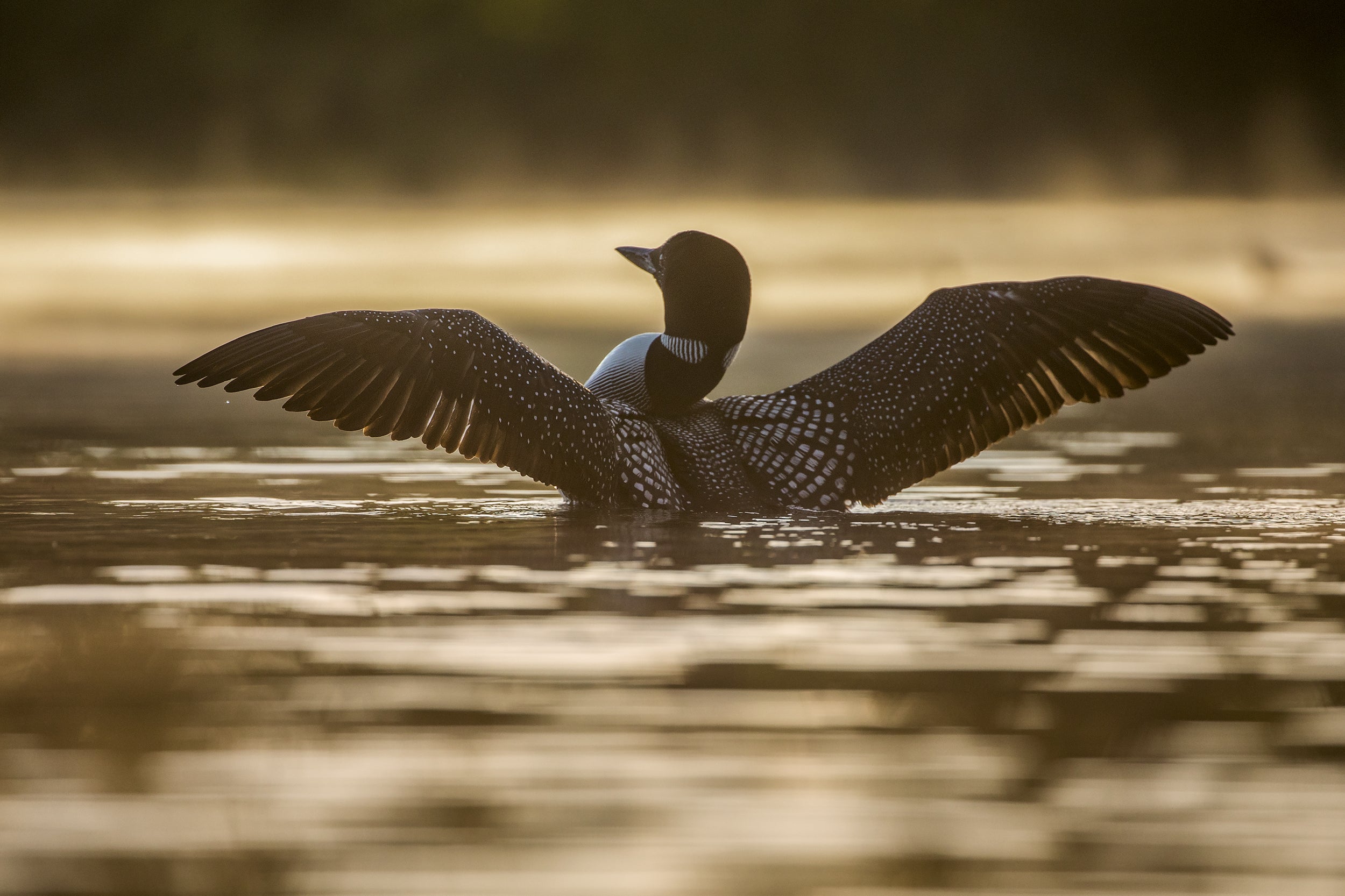 Common Loon 050