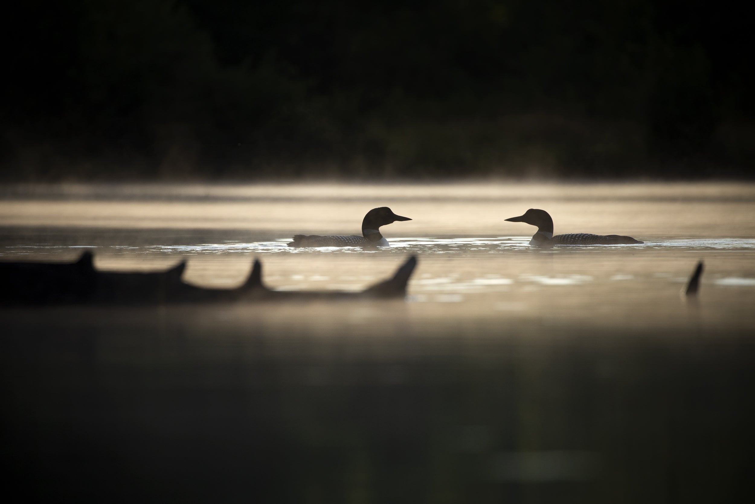 Common Loon 051