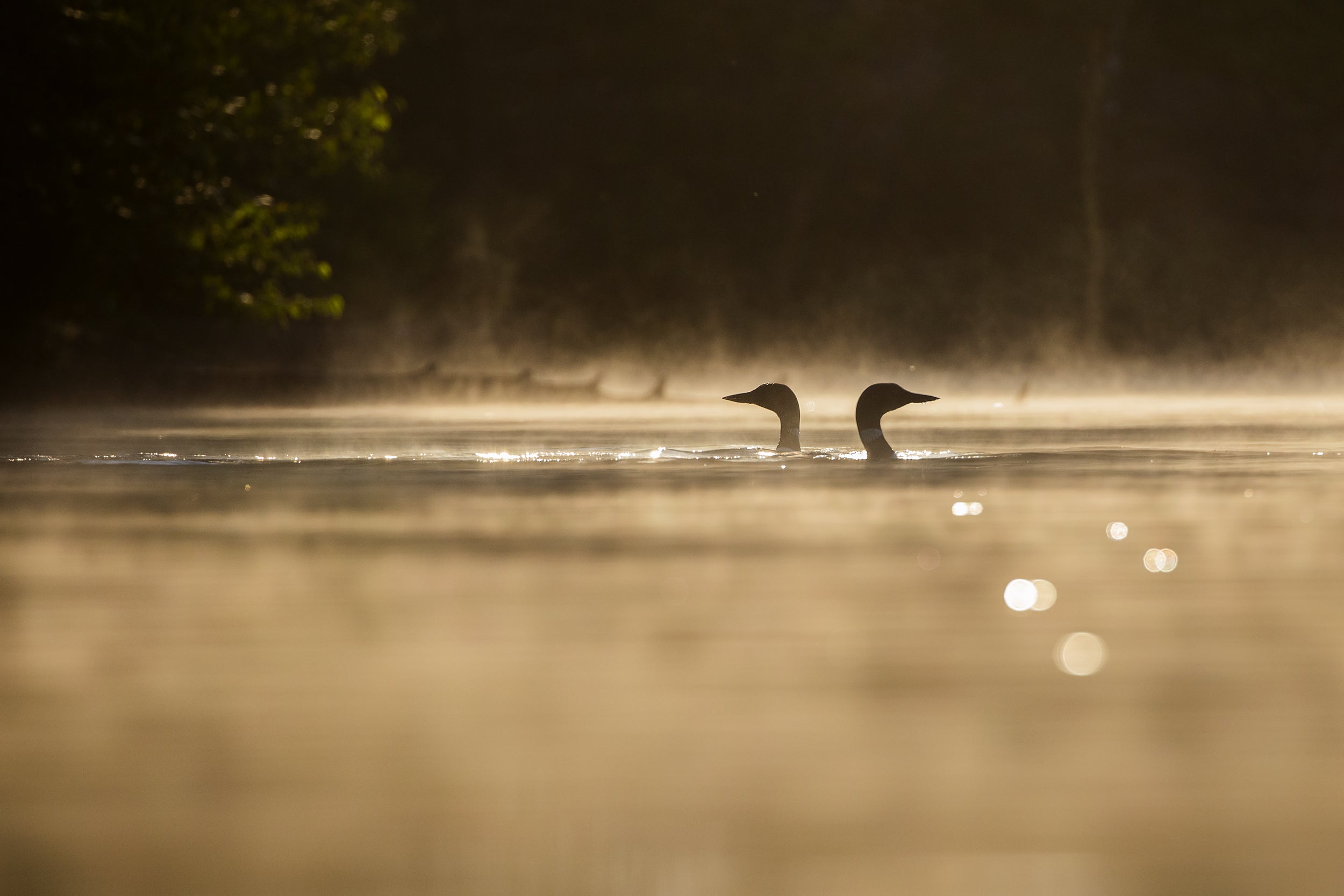 Common Loon 053