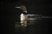 Common Loon 056