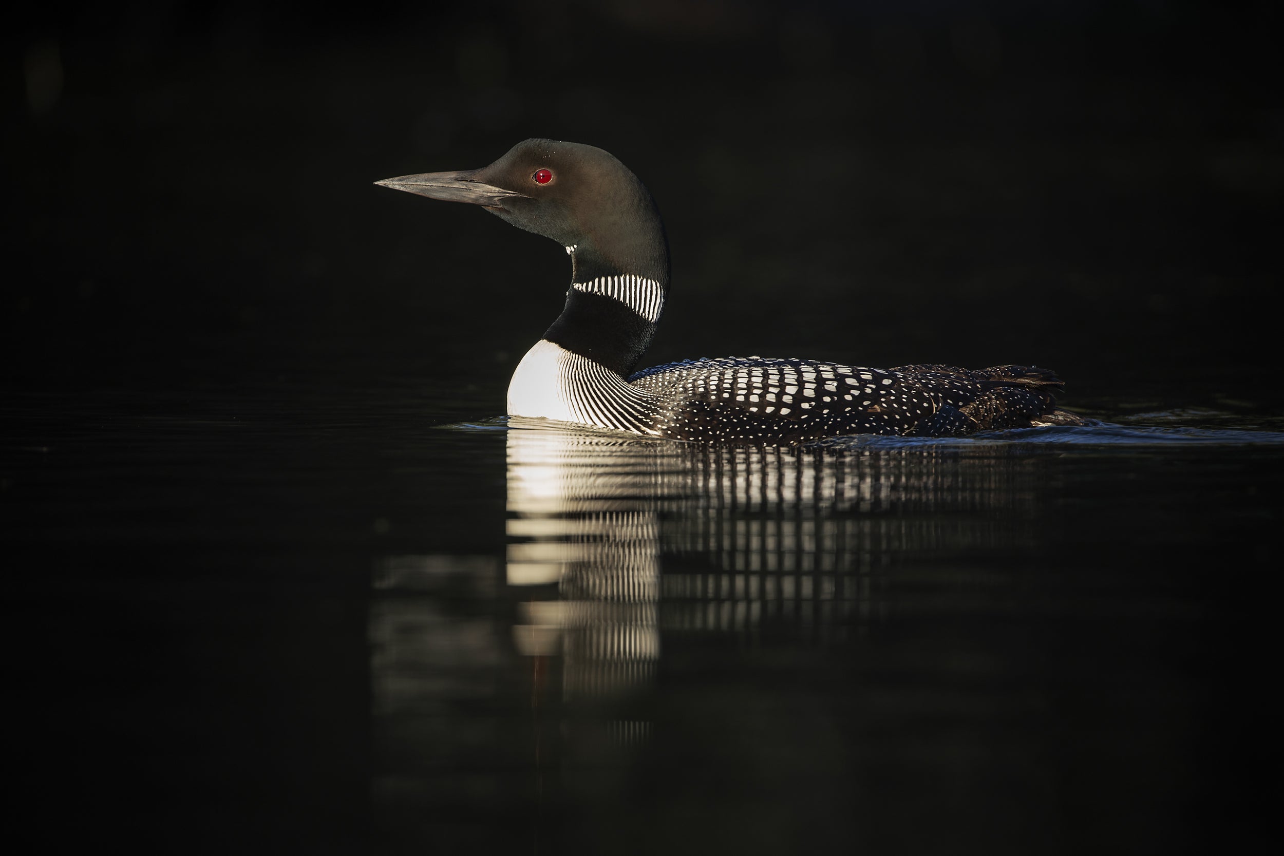 Common Loon 056