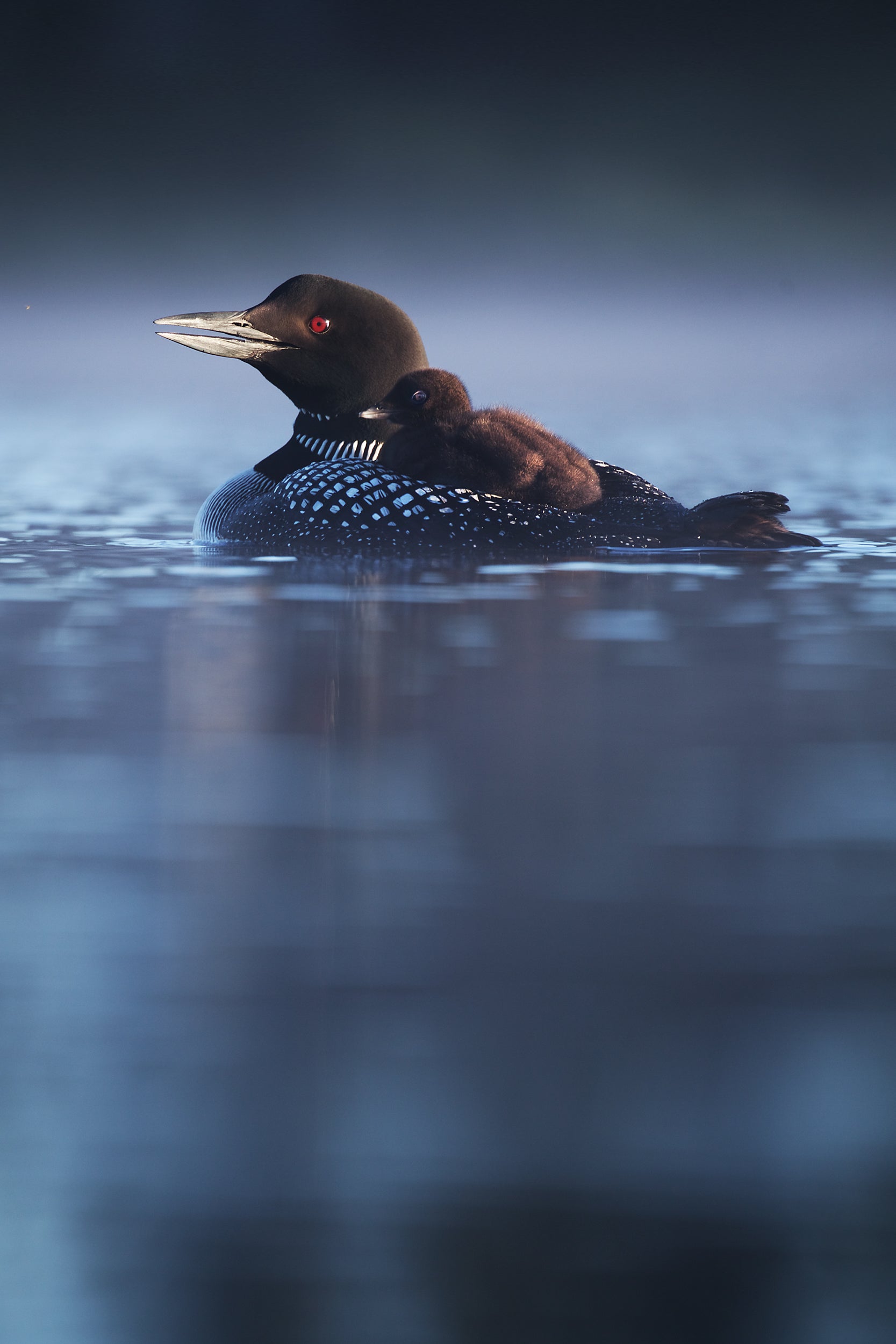 Common Loon 060