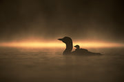 Common Loon 061