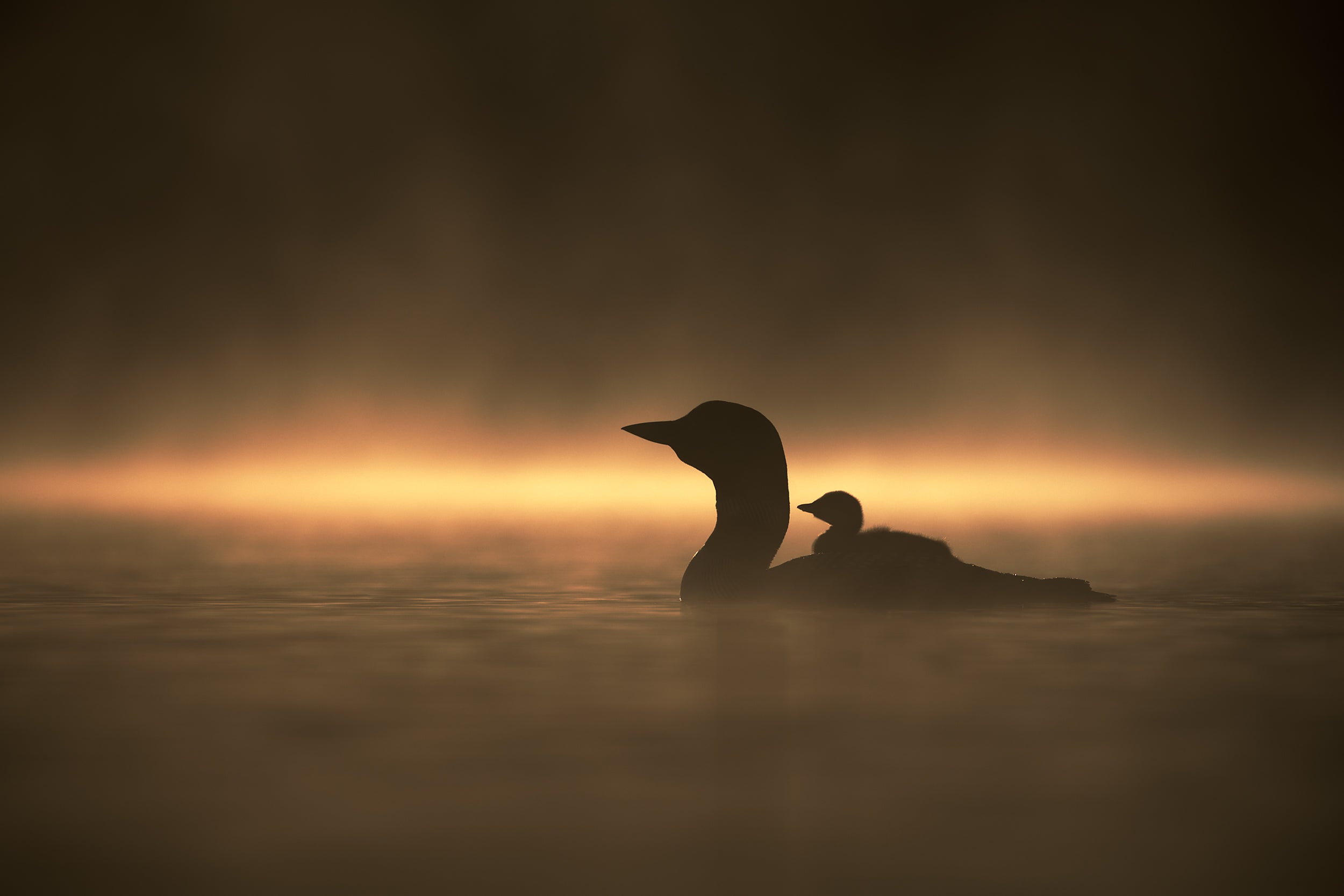 Common Loon 061