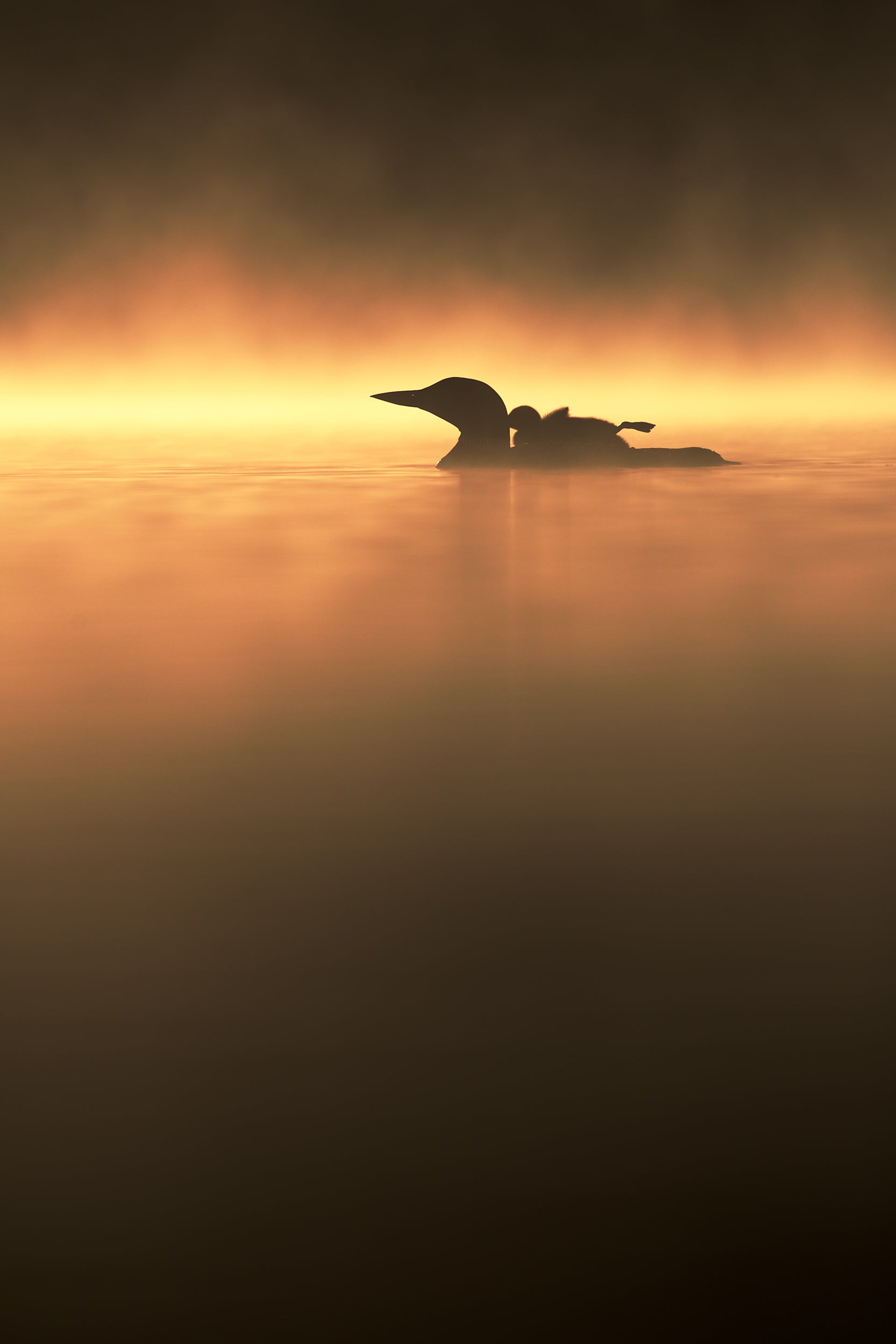 Common Loon 062