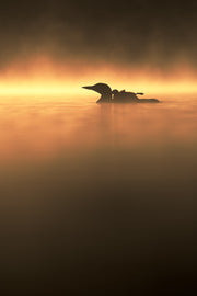 Common Loon 062