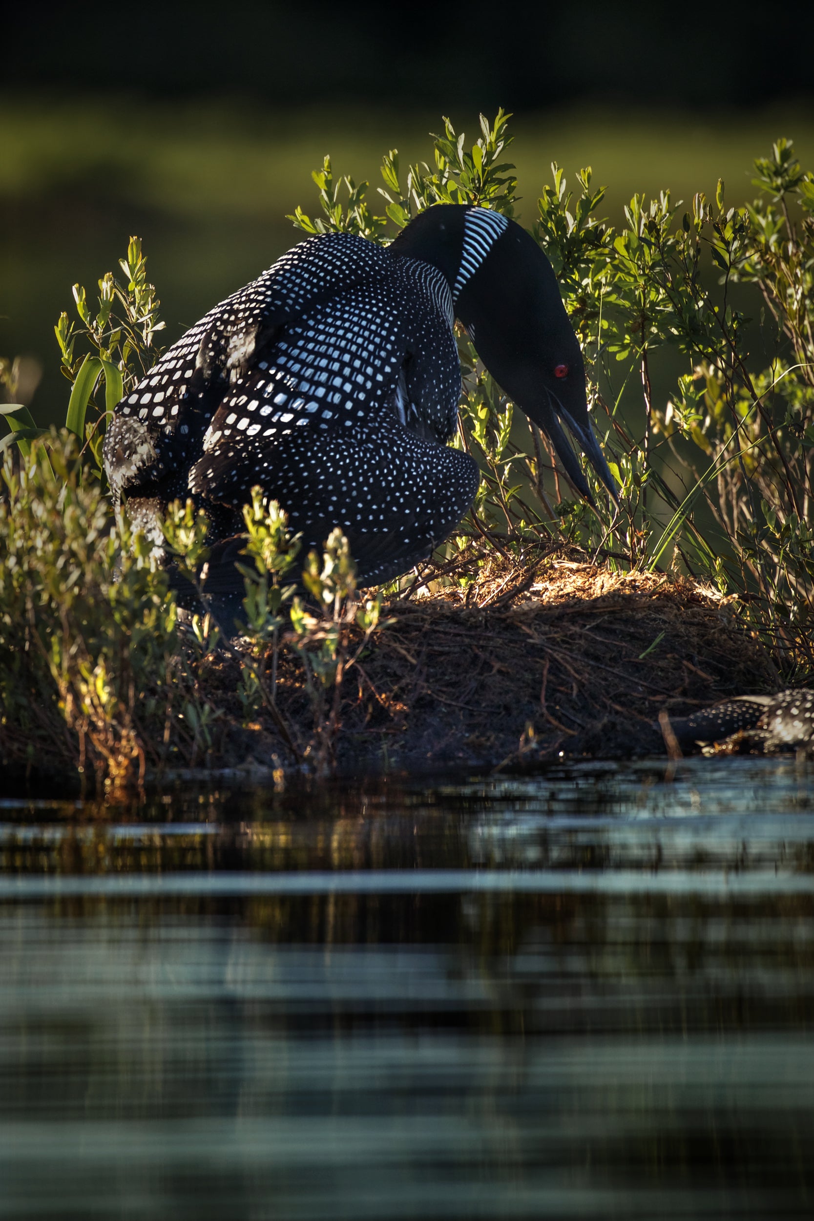 Common Loon 064
