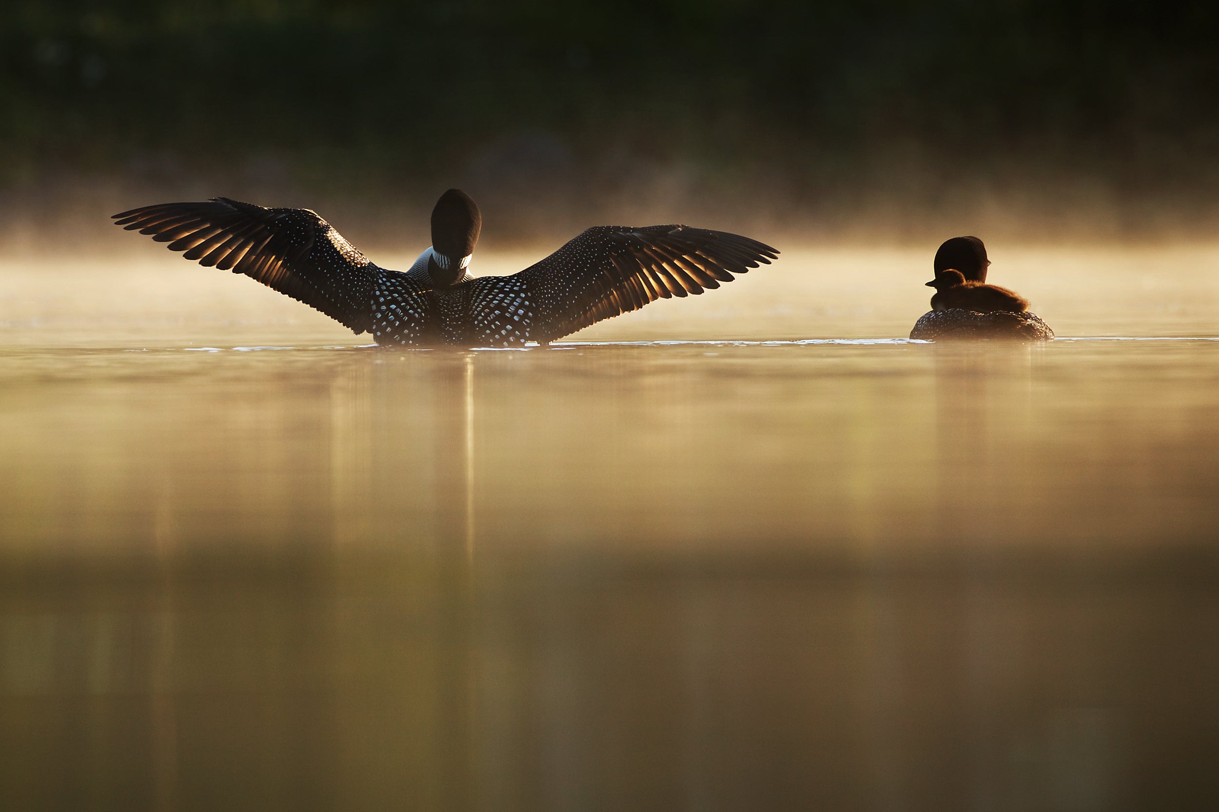 Common Loon 066