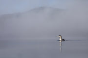 Common Loon 067