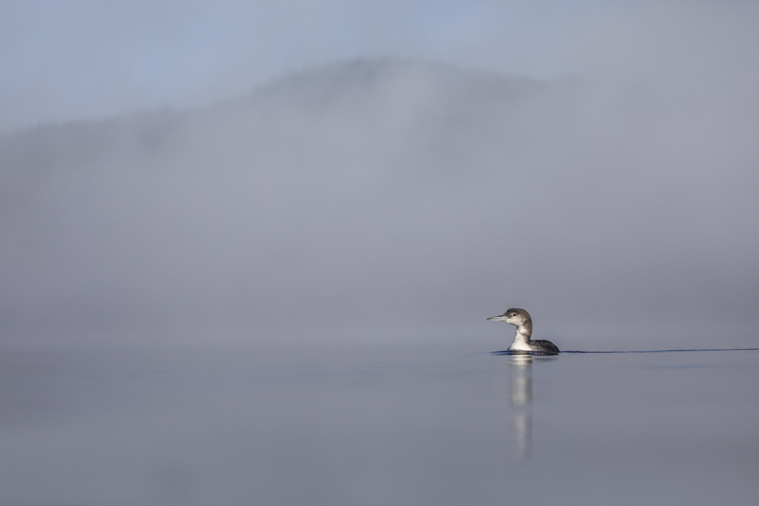 Common Loon 067