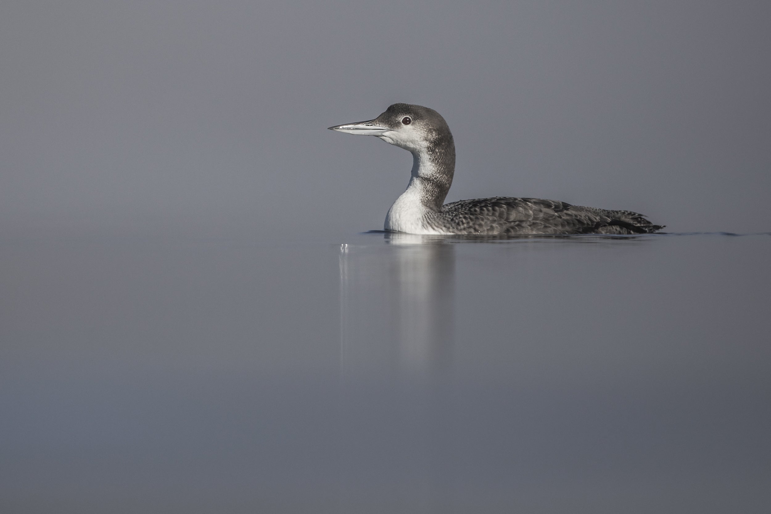 Common Loon 068