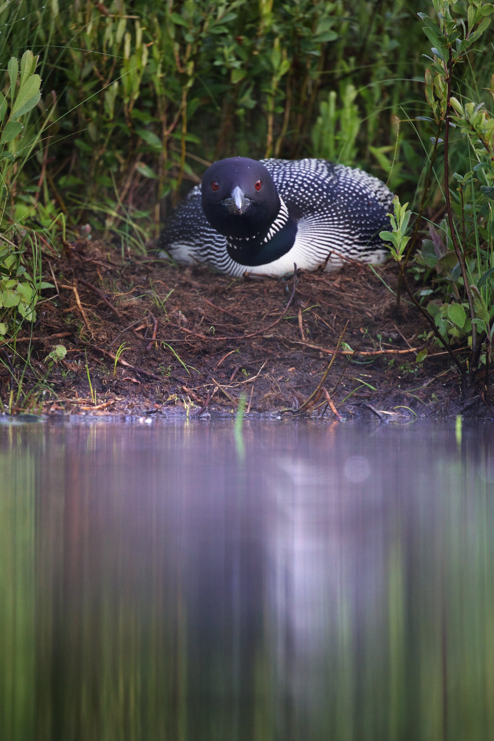 Common Loon 070
