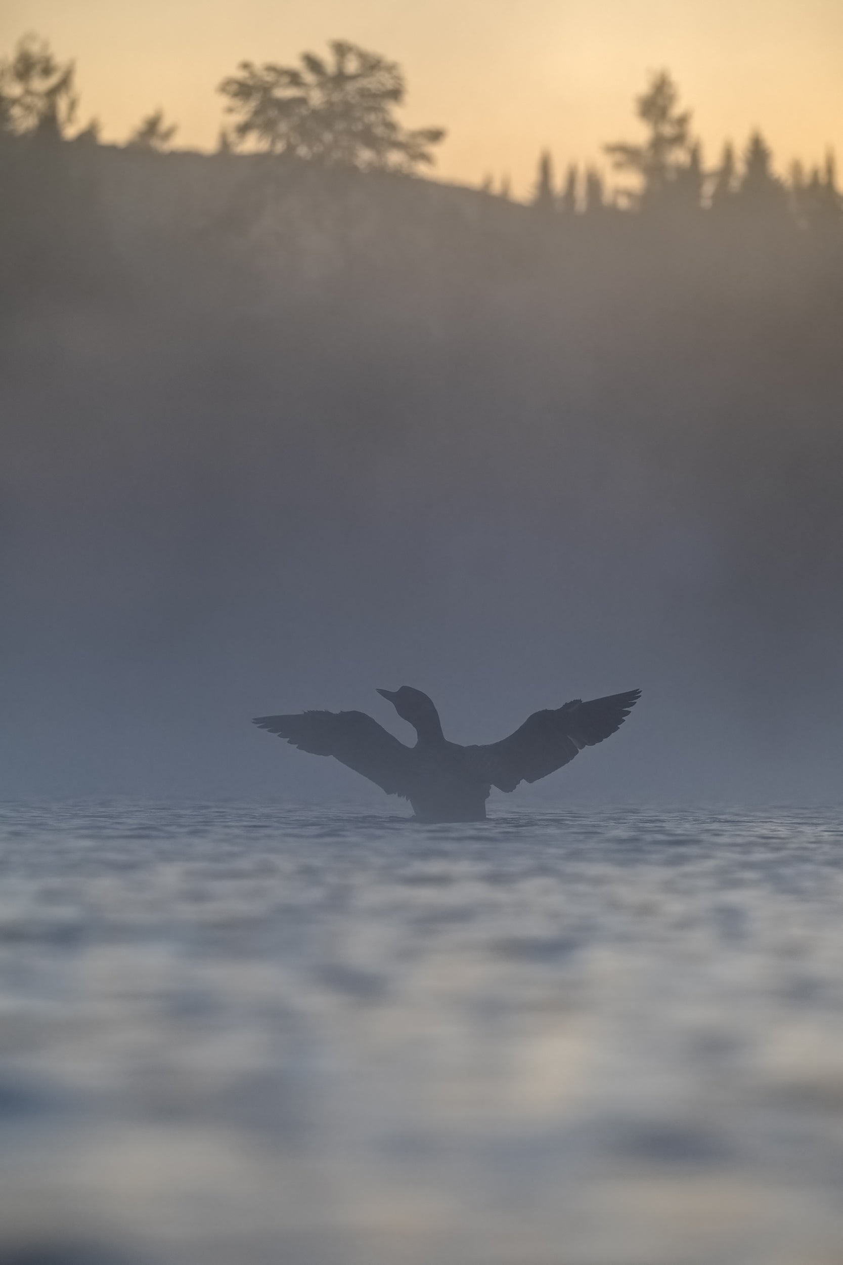 Common Loon 071