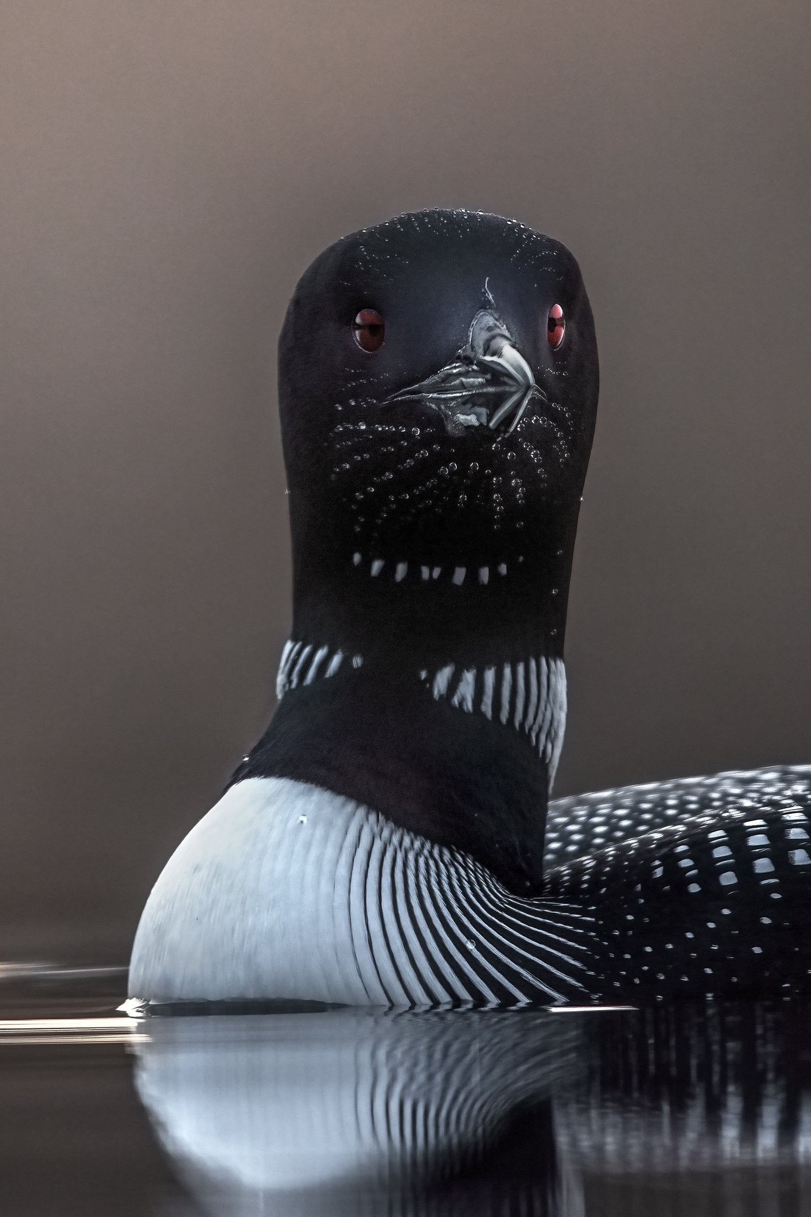 Common Loon 072