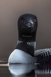 Common Loon 072