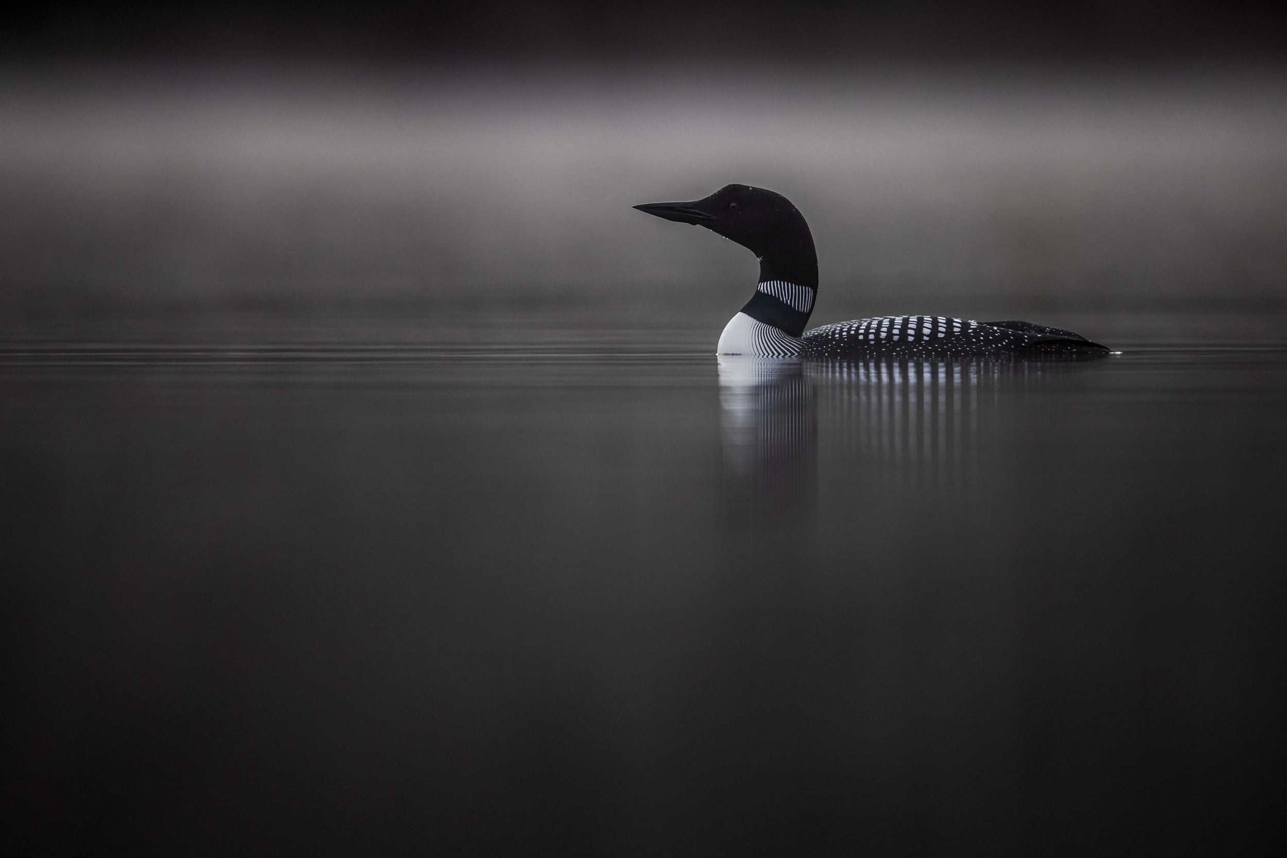 Common Loon 073