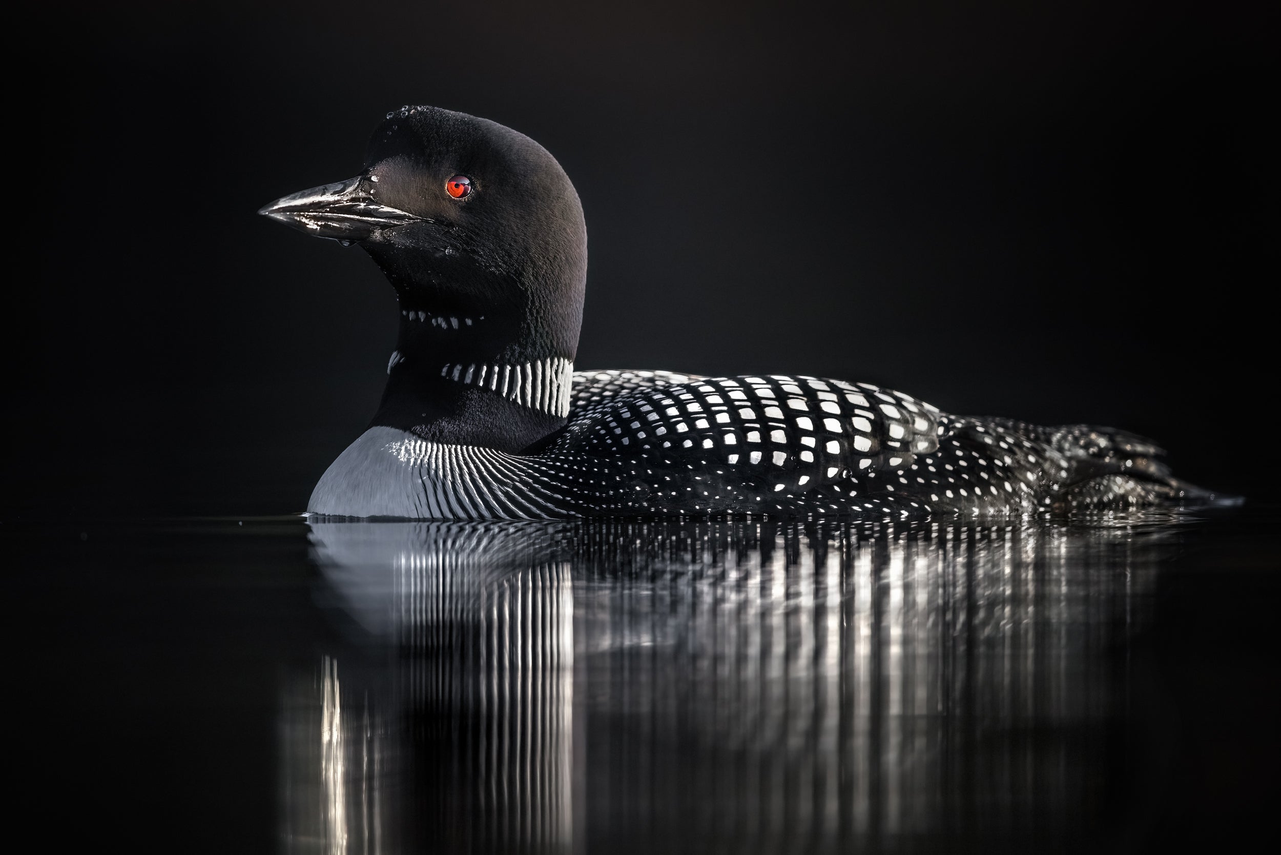Common Loon 075