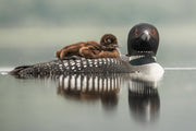 Common Loon 076